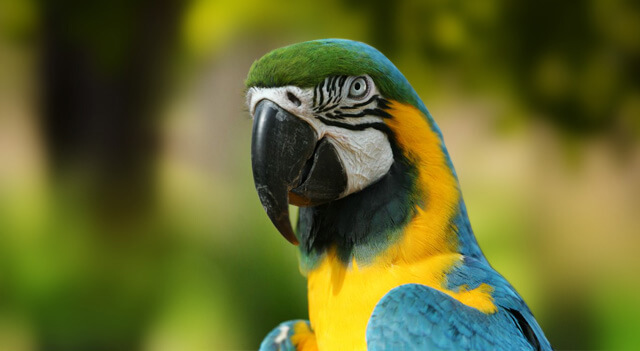 Blue And Yellow Macaw Bird Facts And Pictures