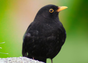 Common Blackbird