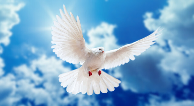 Dove Flying In Sky