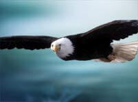 Eagle Birds Facts And Pictures