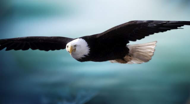 Eagle Facts Pictures Habitat And Other Information