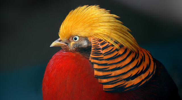 Golden Pheasant Bird Facts, Pictures and other Information