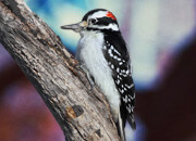 Hairy Woodpecker