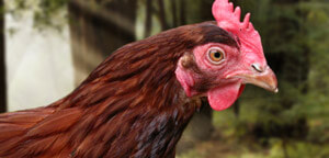 Hen Dark Red Color