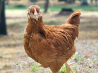 Hens Facts And Pictures