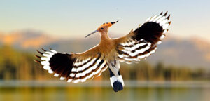 Hoopoe Bird Flying