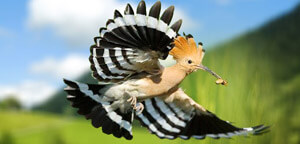Hoopoe Bird Diet and Food