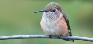 Cuckoo Bird Sitting On wood Gazzing