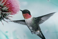 Hummingbird Wings Span Picture