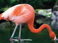 Information About Flamingos