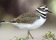 Killdeer