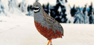 King Quail