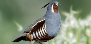 quail facts old informative some