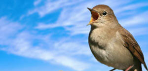 Nightingale Are Singing