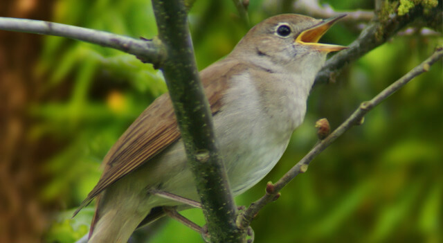 Nightingale Bird Facts