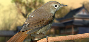 Nightingale Sitting On Wood