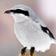 Northern Shrike Bird