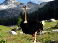 Ostrich Facts And Pictures