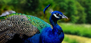 Peacock Fierce In Garden
