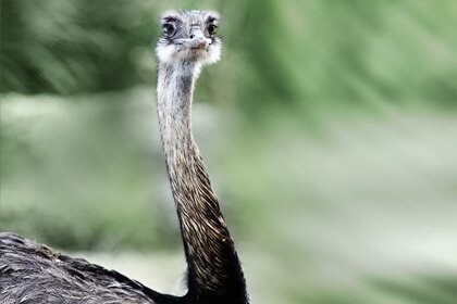 Rhea Bird Fierce