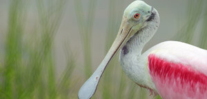 Roseate Spoonbill Beak