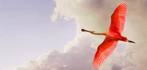 Roseate Spoonbill Bird