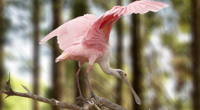Roseate Spoonbill Facts