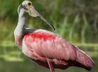 Roseate Spoonbill Facts