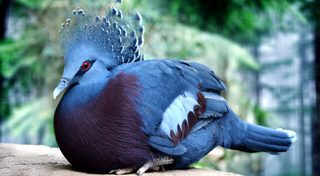 victoria-crowned-pigeon-picture.jpg