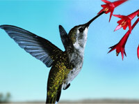 What Do Hummingbirds Eat?