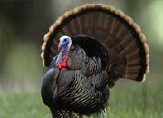 Wild Turkey