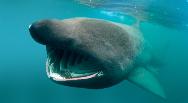 Basking Shark Facts - Basking Sharks Pictures and Habitat