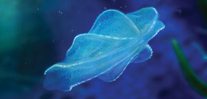Comb Jelly Picture