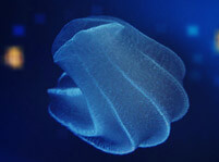 Comb Jelly Facts