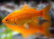 Common Goldfish