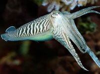 Cuttlefish Facts and Information