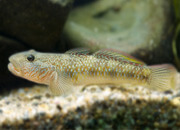 Freshwater Goby