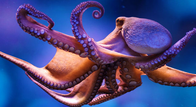 Giant Octopus Picture