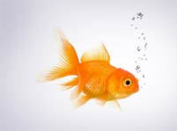 Goldfish Facts And Pictures