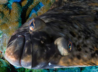 Halibut Fish Facts And Pictures