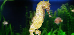 Hippocampus Barbouri / Barbour's Seahorse Picture