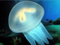 Jellyfish Facts And Pictures
