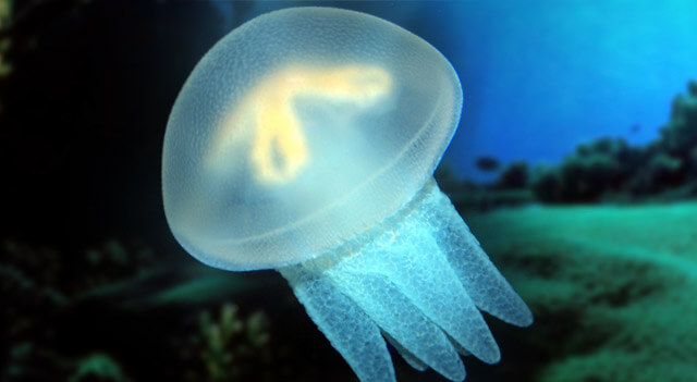 Jellyfish Facts and Pictures