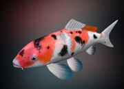 Koi