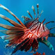 Lionfish Facts