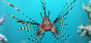 Lionfish or Zebrafish Picture