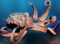 Octopus’ Amazing Camouflage Skills