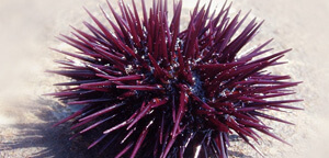 Sea Urchin Facts