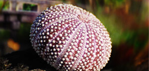 Sea Urchin Shell