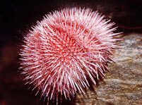 Sea Urchin Facts About Food, Habitat and Physical Appearance